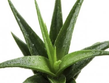 Τα βότανα που κατεβάζουν τον πυρετό, ανακουφίζουν από πόνους και διαλύουν τις πέτρες στα νεφρά